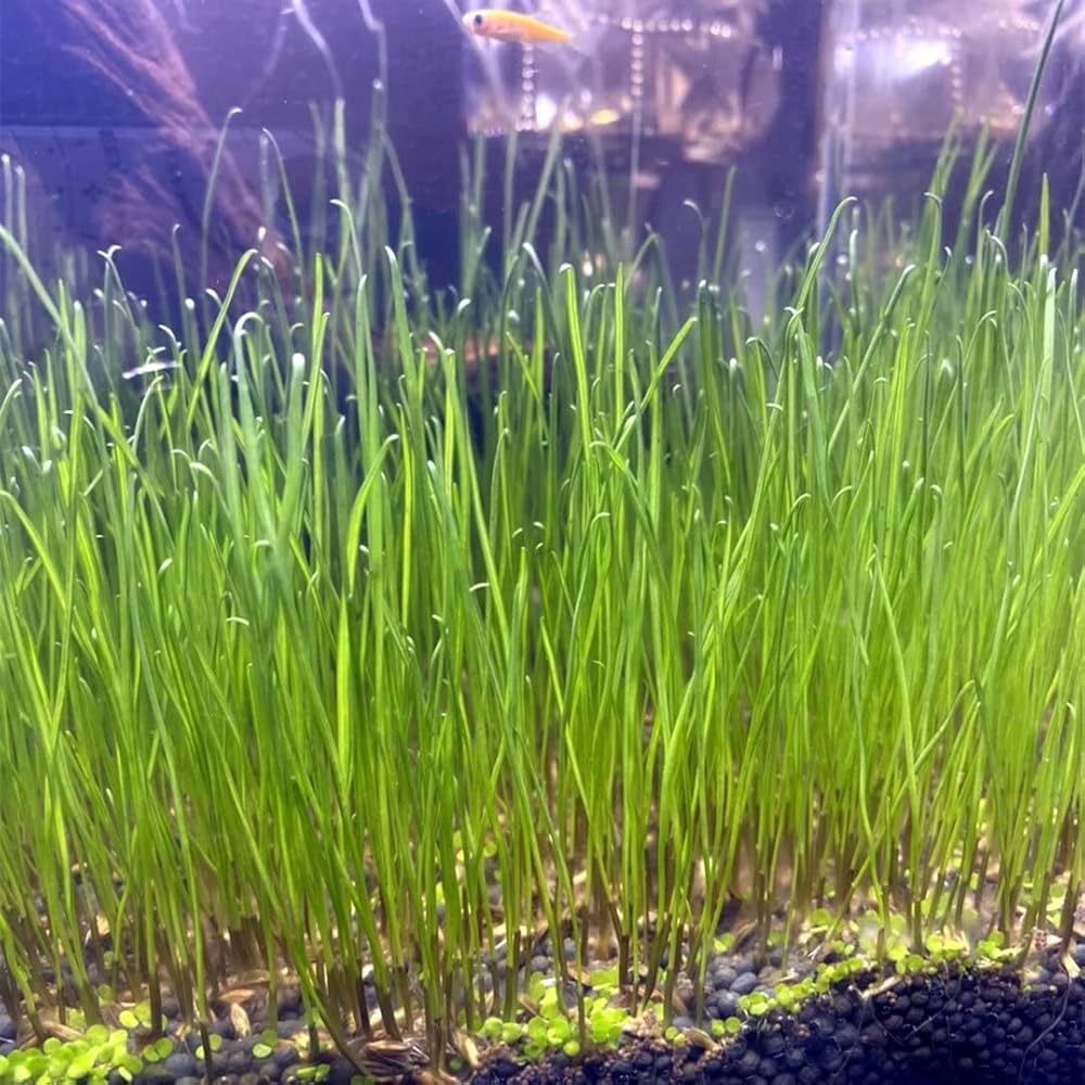 Aquarium Grass Seeds for Water Grasses and Aquatic Plant Gardens