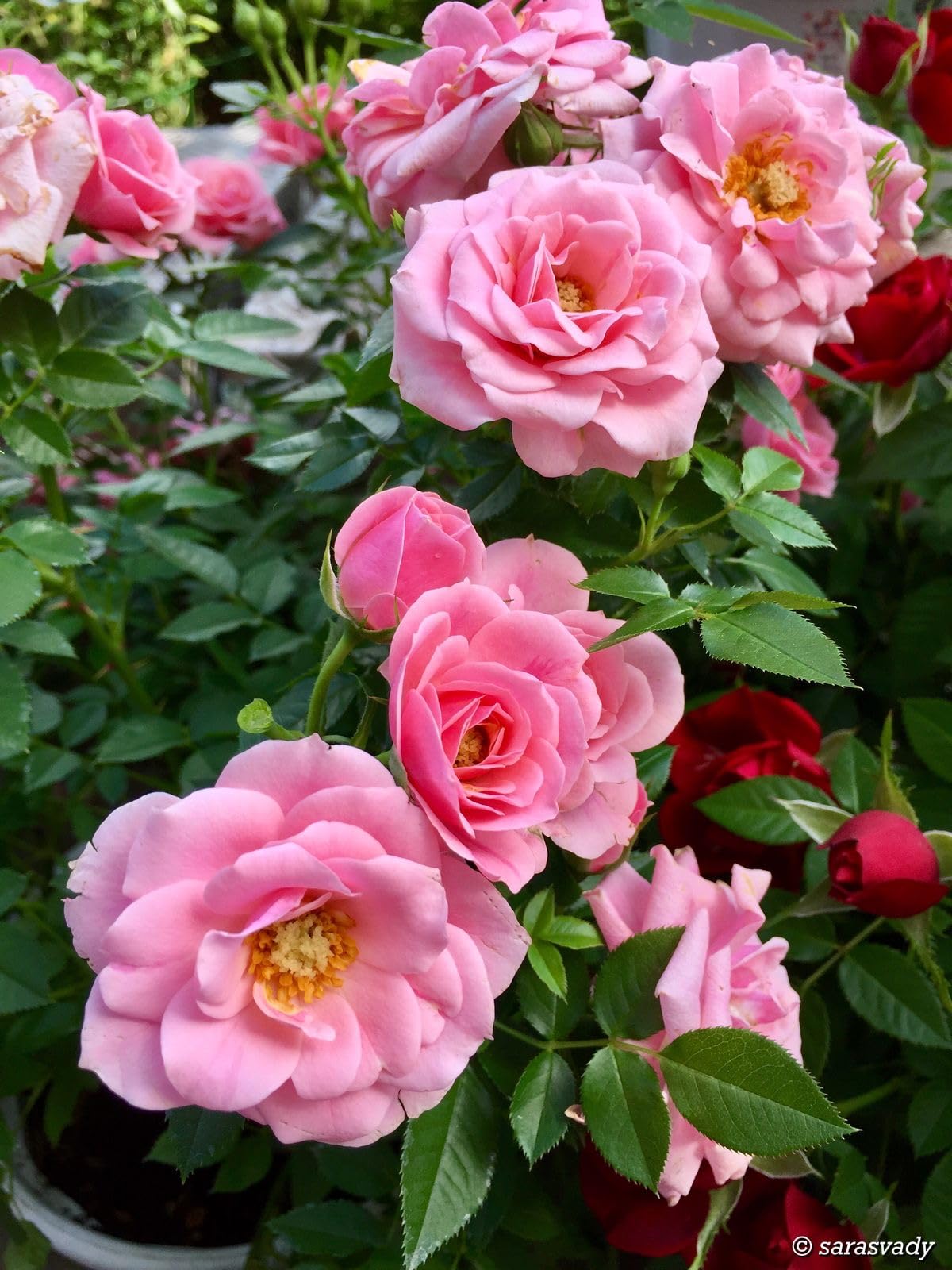 Polyantha Rose Rosa spp. Seeds for Planting - Ideal for Flower Bed & Home Garden