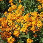 Siberian Wallflower Erysimum sibiricum Seeds for planting in flower bed