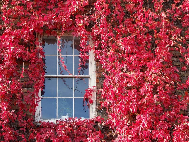 Red Boston Ivy Plant Seeds for Planting-Heirloom & Non-GMO Seeds for planting