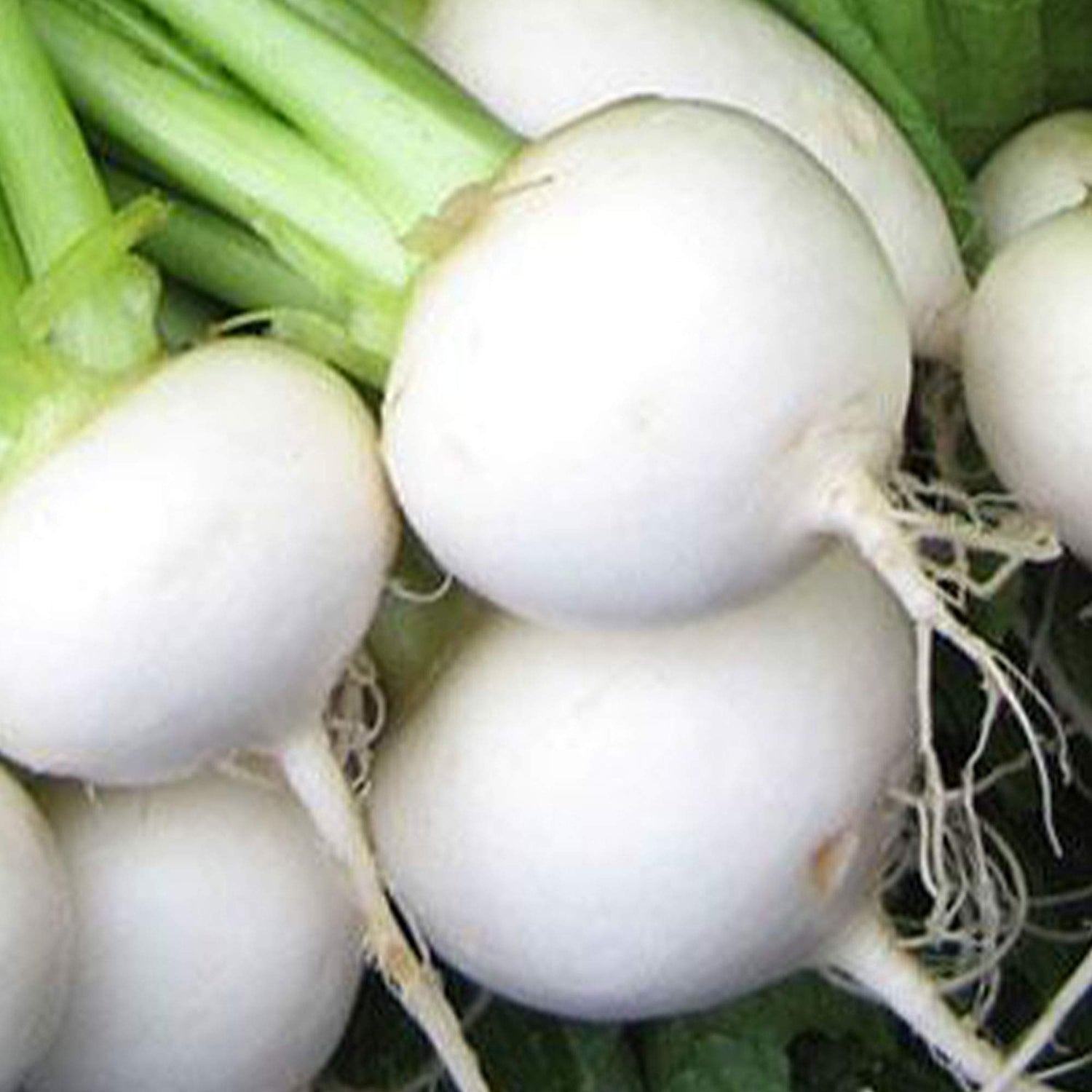 White Egg Turnip Brassica rapa heirloom vegetable seeds for planting in kitchen garden rows