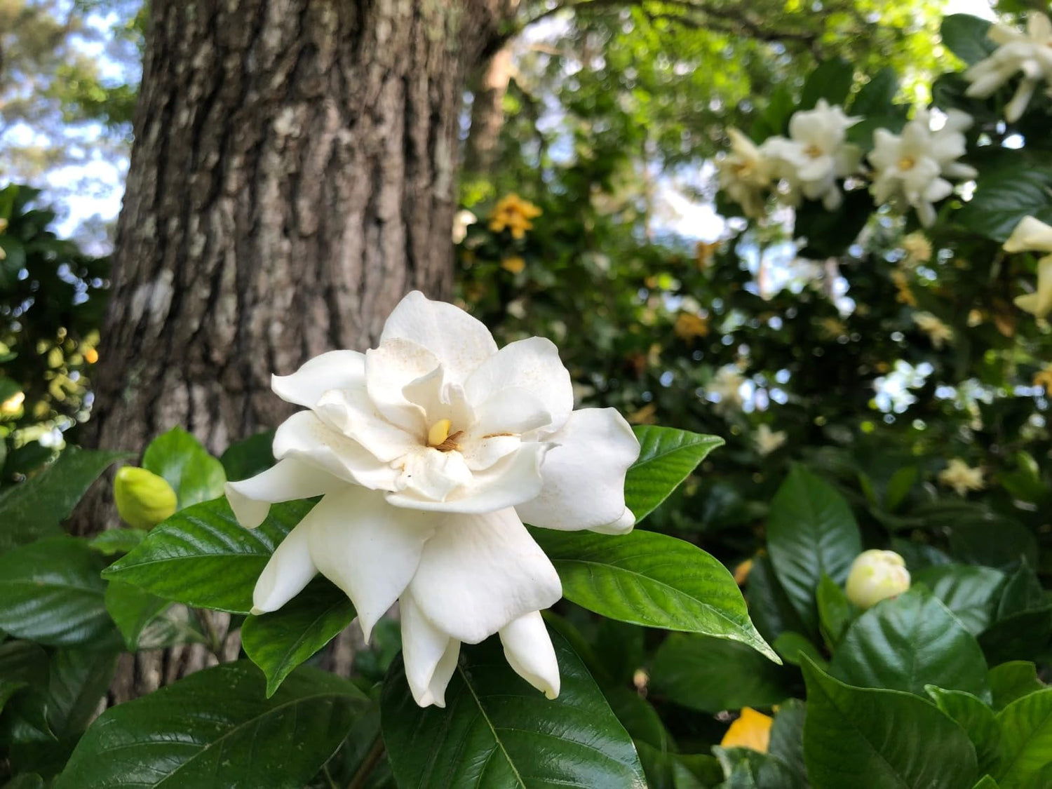 Cape Jasmine Gardenia jasminoides Kapjasmin flower seeds for planting in home garden or indoor pots