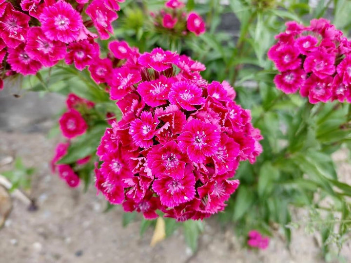 Heirloom Non-GMO Pink William Flower Seeds for Planting – Fragrant Biennial Blooms for Cottage Gardens