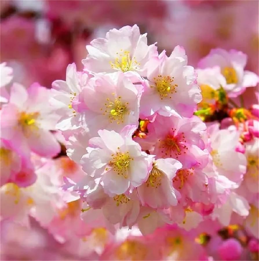 Cheer Seeds Tree USA Heirloom Organic Autumn Flowering Cherry Tree Seeds – Dharaseeds