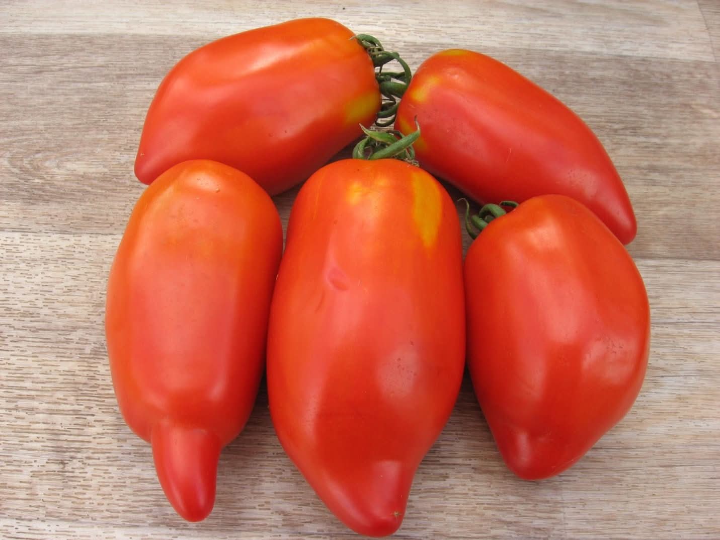 Smooth Tomato Pepper plant from seeds showing glossy red fruits with a tomato-like shape