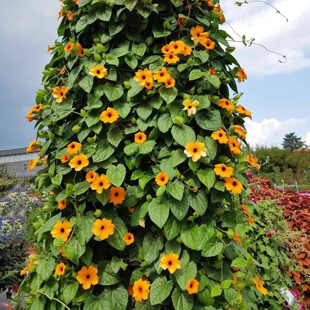 Black Eyed Susan Vine Seeds for Fast-Growing Flowering Climbers