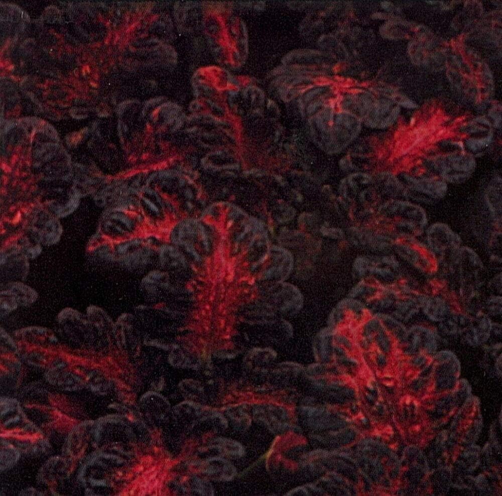 Black Dragon Coleus Seeds