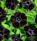 Black Velvet petunia – Petunia hybrida – flower seed for dramatic garden accents
