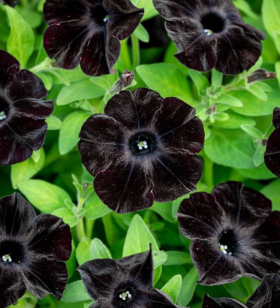 Black Velvet petunia – Petunia hybrida – flower seed for dramatic garden accents