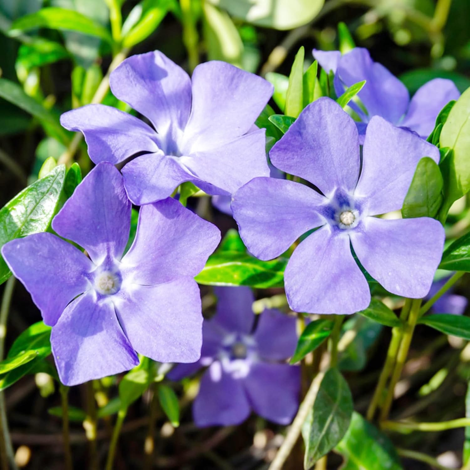 Periwinkle Seeds