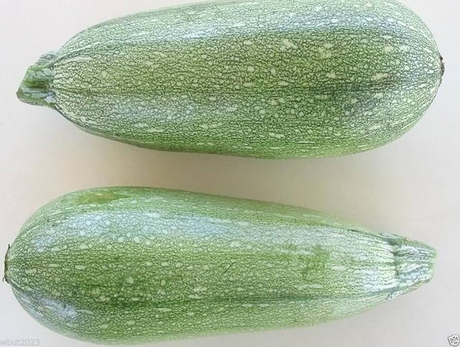 Gray Zucchini Summer Squash Seeds for Unique Heirloom Varieties