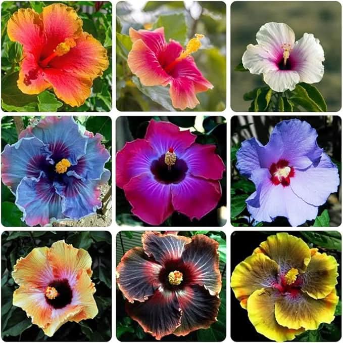 Chinese Hibiscus Giant Mixed Colors Hardy Flower Seeds