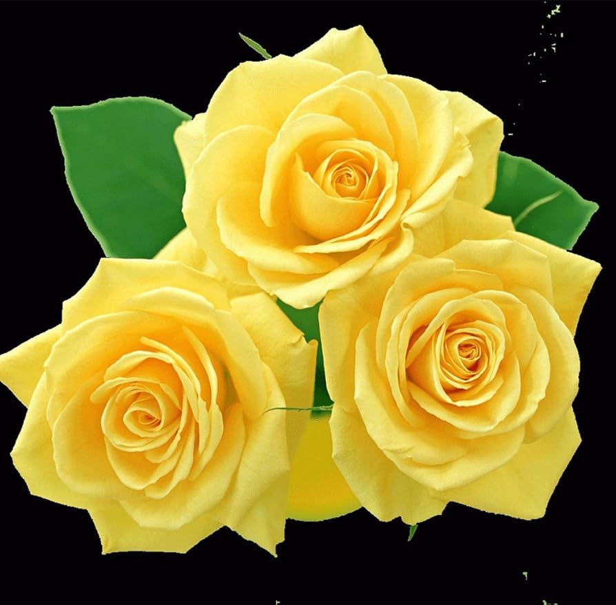 Yellow Earth Rosaceae rose bush flower seeds