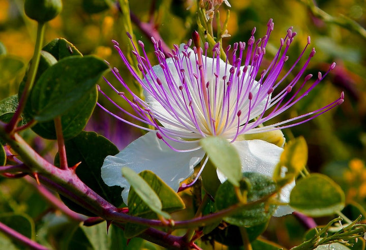 Purple Caper Bush Flower Seeds for Planting - 100 pcs