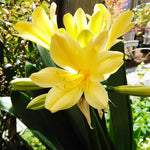 Clivia Flower Seeds