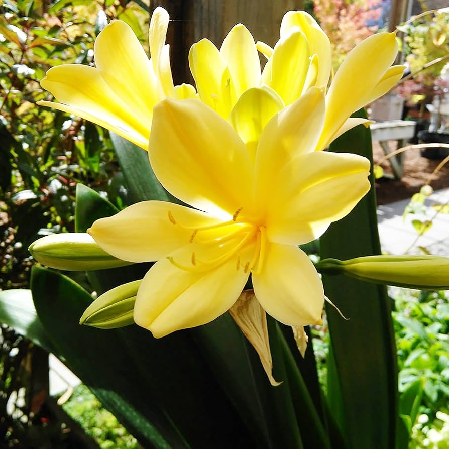 Clivia Flower Seeds