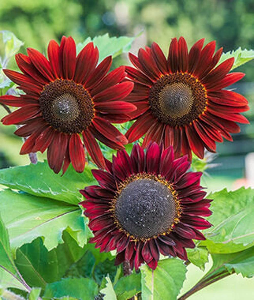 Chocolate Cherry Sunflower Helianthus annuus Flower Seeds for Planting in Garden