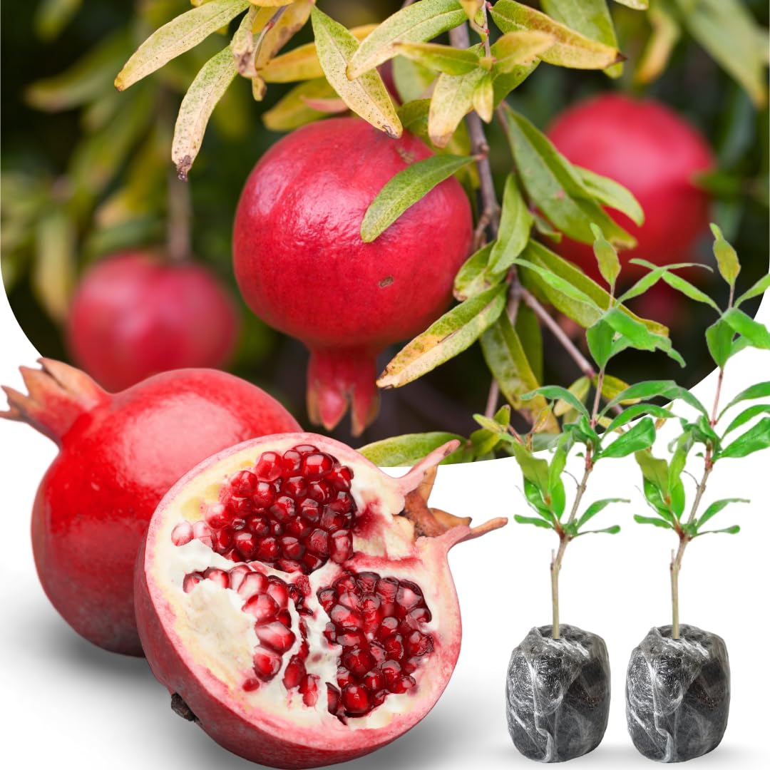 Dark Red Pomegranate Fruit Seeds for Planting – Juicy and Sweet, Juicy, Deep Red & Classic Tart-Sweet Flavor