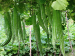 Serpentgourd Heirloom Snake Cucumber Vegetable Seeds for unique varieties