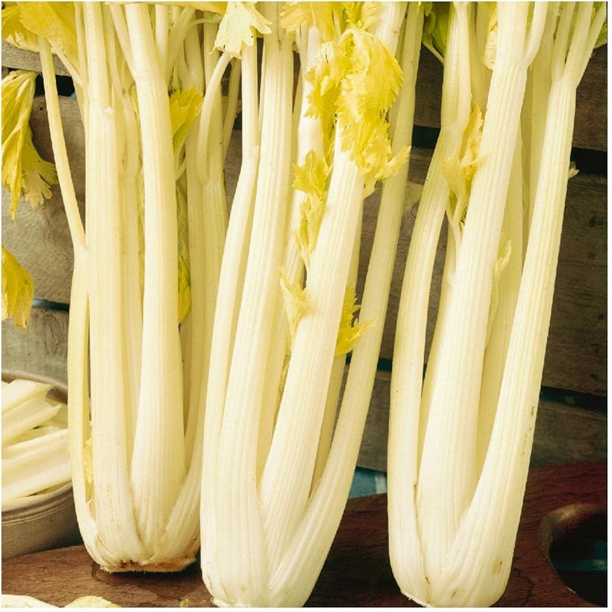 Golden Pascal celery seed for garden planting