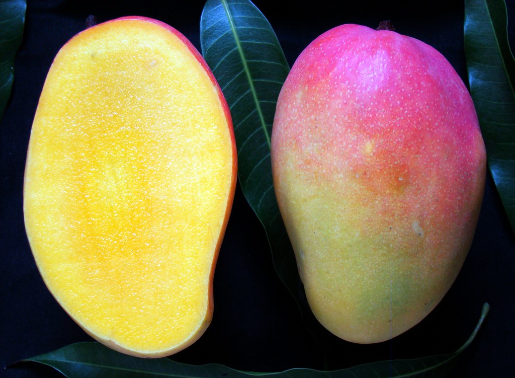 Rosigold Mango – Early Season Mango with Sweet & Aromatic Flavor