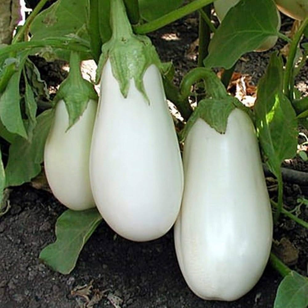 Casper White Eggplant Seeds for Planting for Vegetable Gardens and Urban Farms