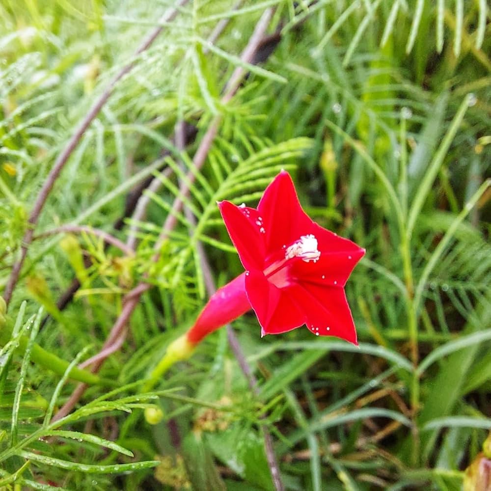 Cypress Seeds (Drought-Resistant Red Flower, Seeds)
