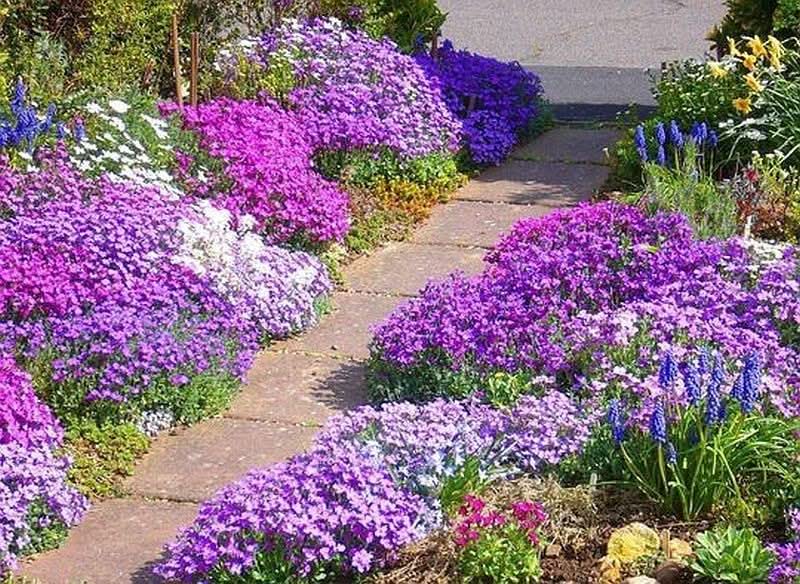 Aubrieta Cascading Red and Purple Mix Perennial Flower Seeds