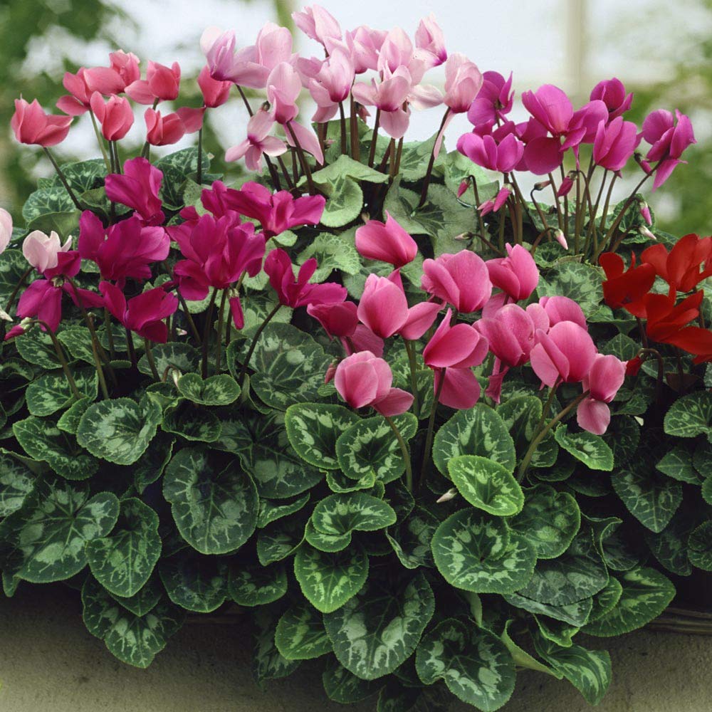 Cyclamen Cyclamen persicum Sierra Synchro Flamme Mix flower seeds for planting in home garden or shaded pots
