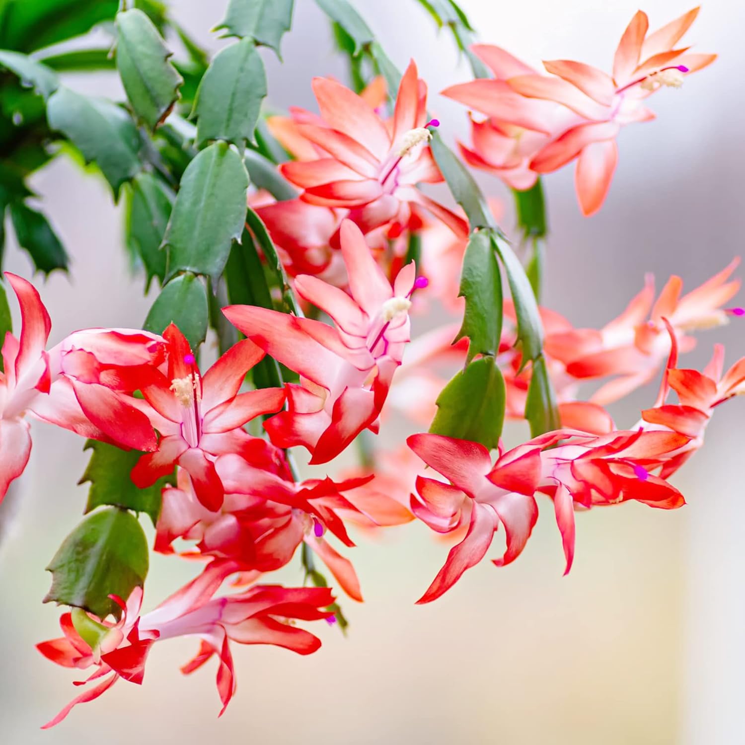 Christmas Cactus Seeds