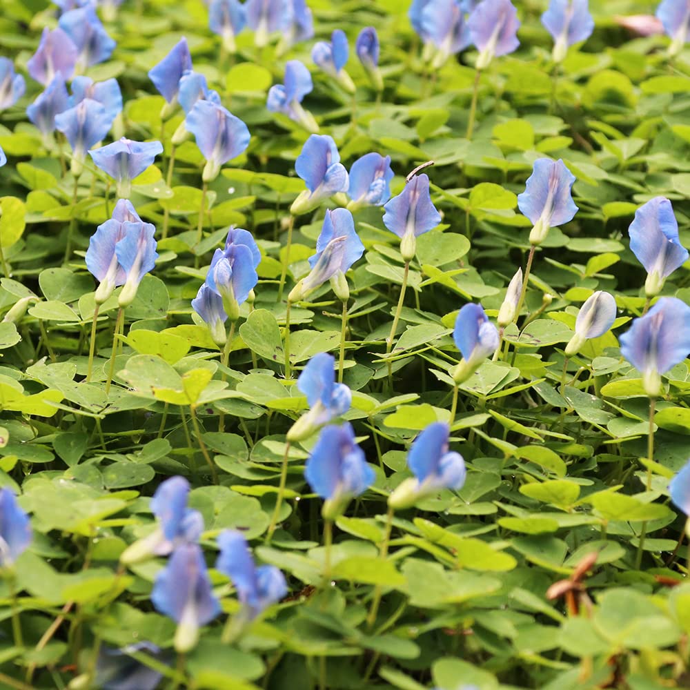 Sky Blue Leaf Clover Plant Seeds - Lucky Clover Garden Seeds -Heirloom & Non-GMO Seeds for planting – Fresh Herb for Your Garden