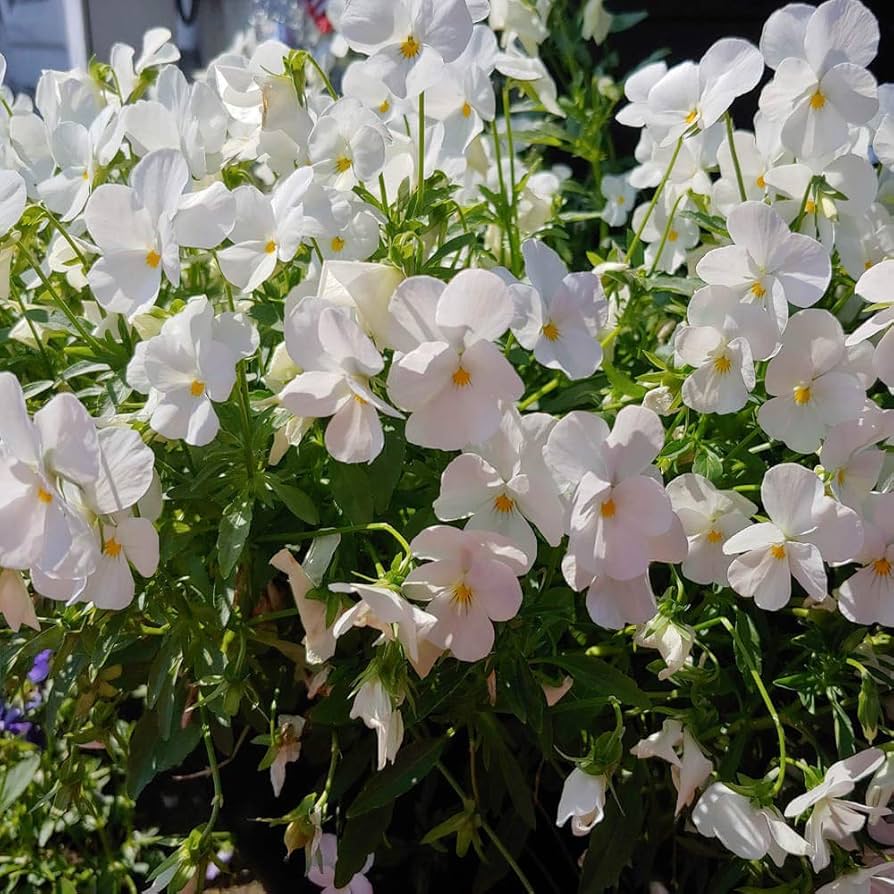 Cool Wave white pansy Viola × wittrockiana flower seeds for planting in backyard gardens