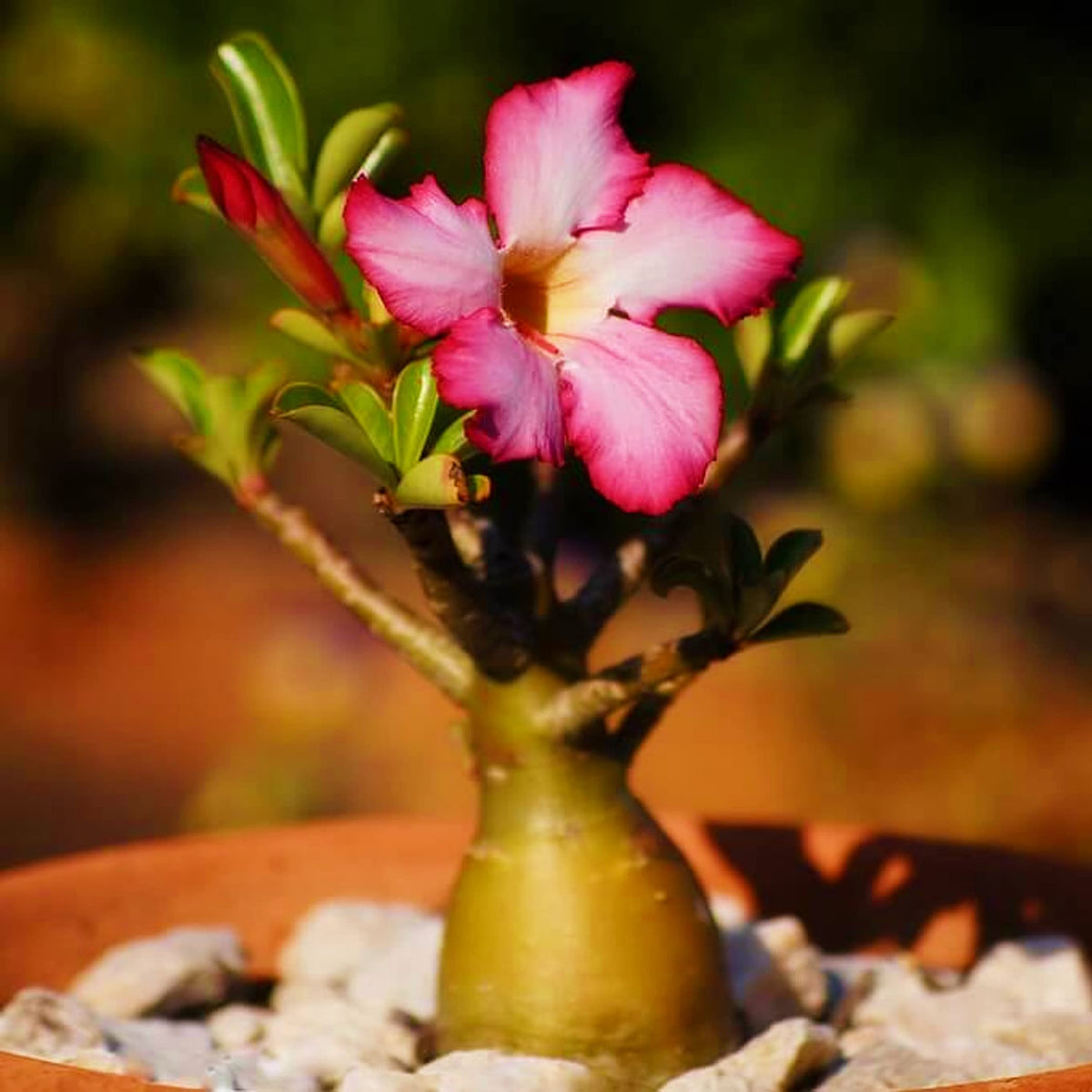 Pink Karat Desert Rose Seeds for Planting Adenium Flower – Heirloom, Non-GMO