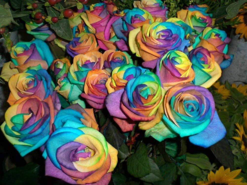 Holland Rainbow Rose Seeds for Planting Rosa hybrida for flower beds and ornamental gardens