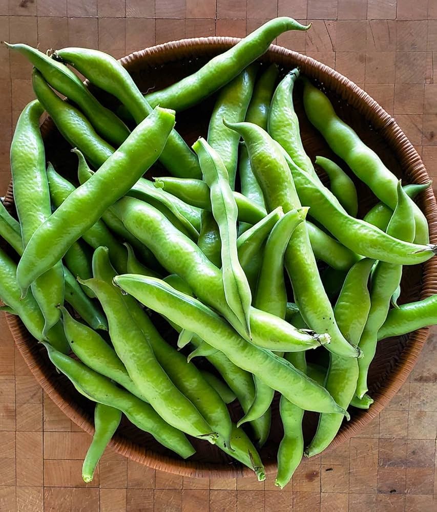 Fava bean Vicia faba vegetable seeds for planting in kitchen gardens