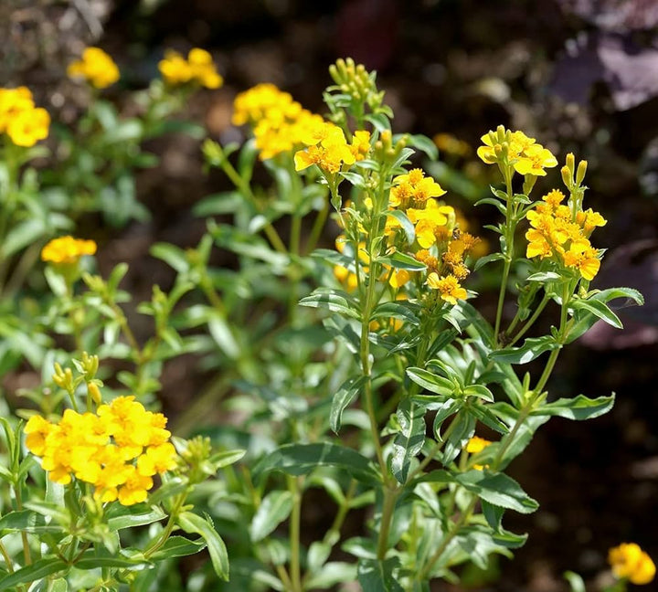 Tagetes Lucida Flower Seeds – Heirloom Non-GMO Seeds for Fragrant and Medicinal Garden Planting