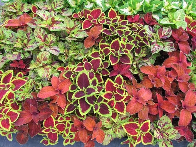 Coleus Plectranthus Scutellarioides Flower Seeds for Planting – Colorful Foliage for Shaded Spaces