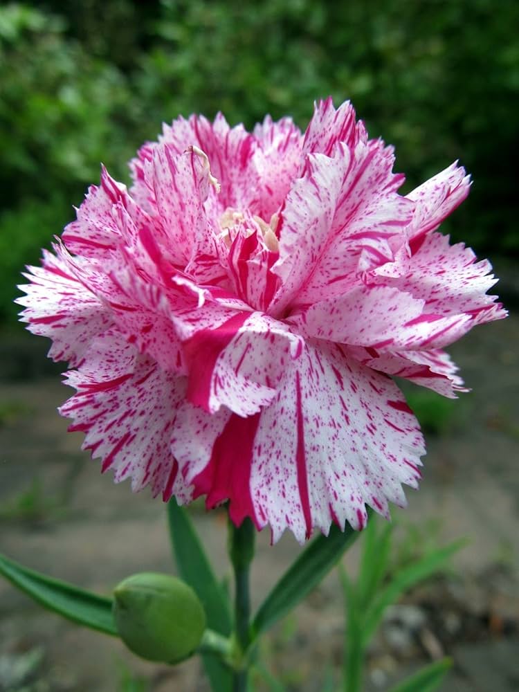Carnation Dianthus caryophyllus Flowering Seeds For Planting in home garden or decorative borders