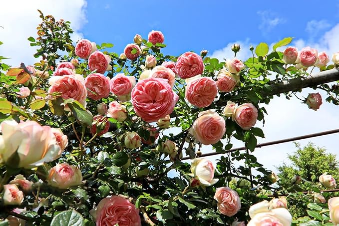 DIY Home Garden Climbing Rose Seeds ( )