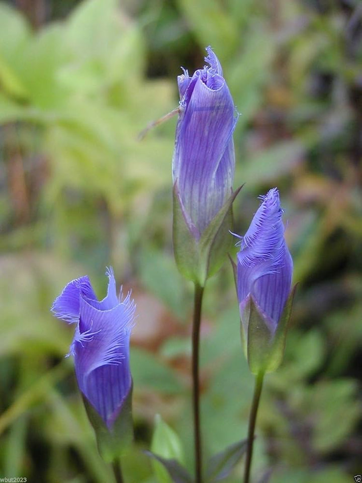 Blue White Gentian Flower Seeds for Planting - 100