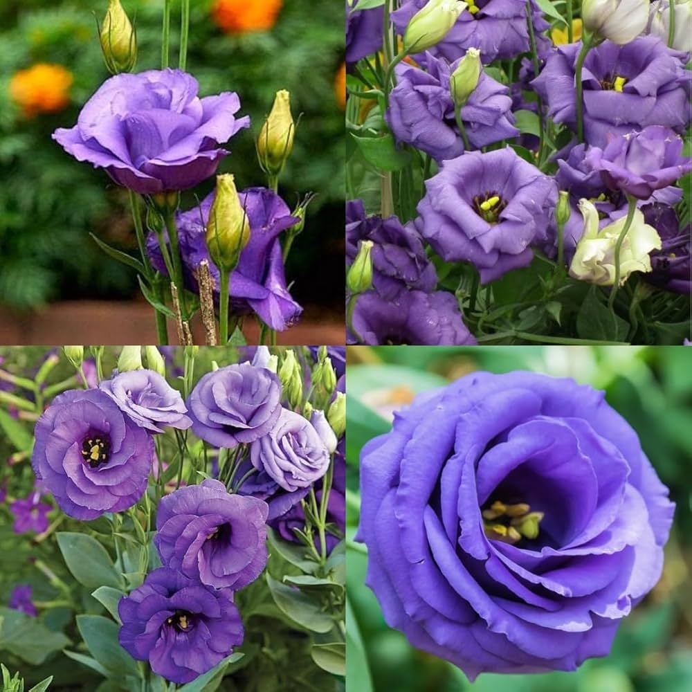 Bonsai Lisianthus Eustoma Grandiflorum Flower Seeds for Planting in Indoor Pots and Balcony Displays