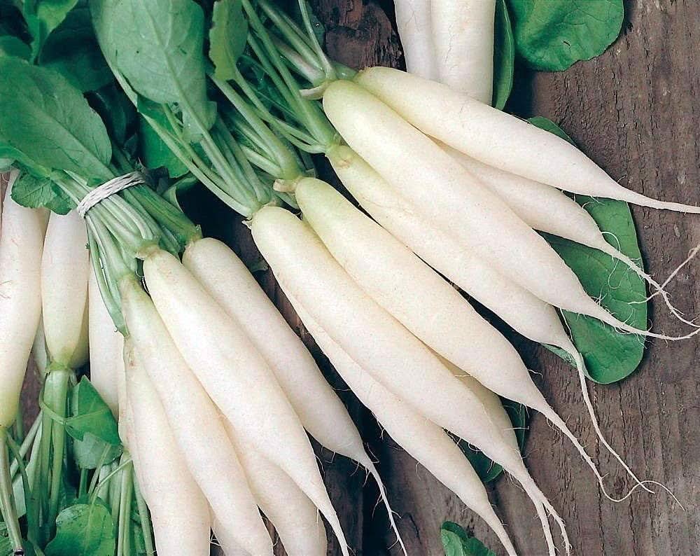 White Icicle Radish Heirloom Crisp Root Vegetable Seeds