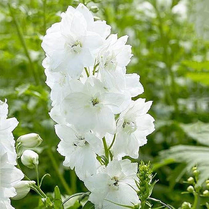 Delphinium Seeds - White King