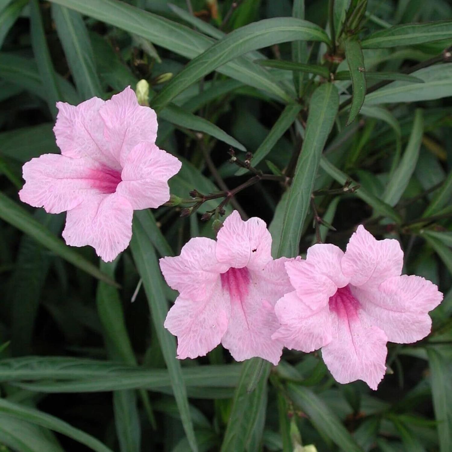 Mexican Petunias Seeds