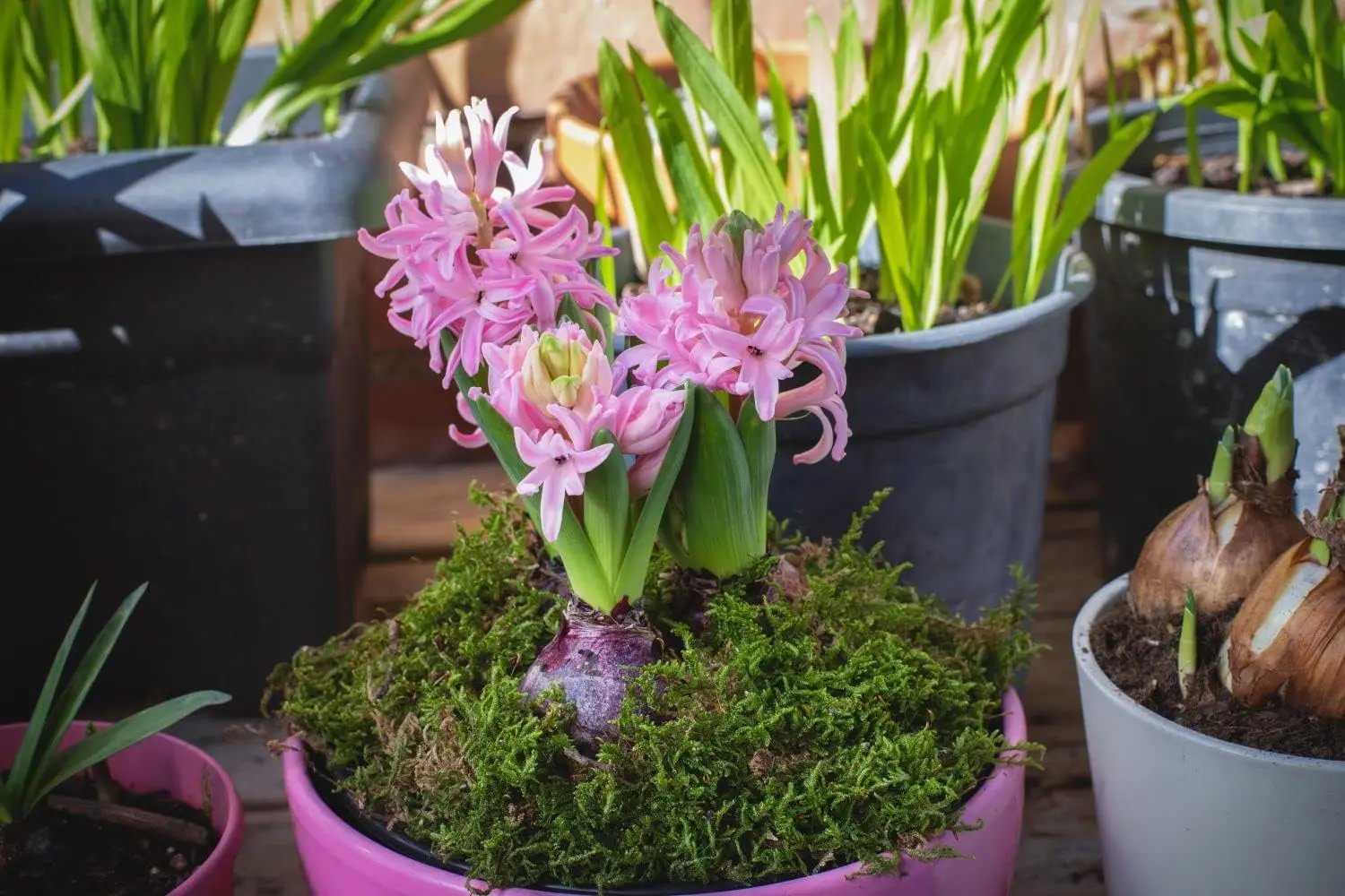 Light Pink Hyacinth Flower Seeds for Planting - NON GMO Seeds Dhara Seeds