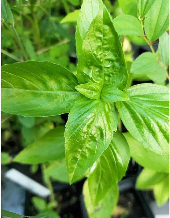 Basil Seeds (Organic) - Thai