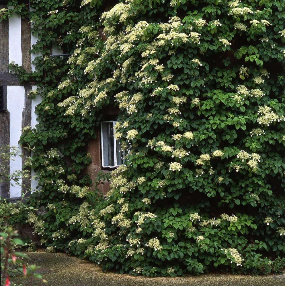 Climbing Hydrangea Flower Seeds for Planting