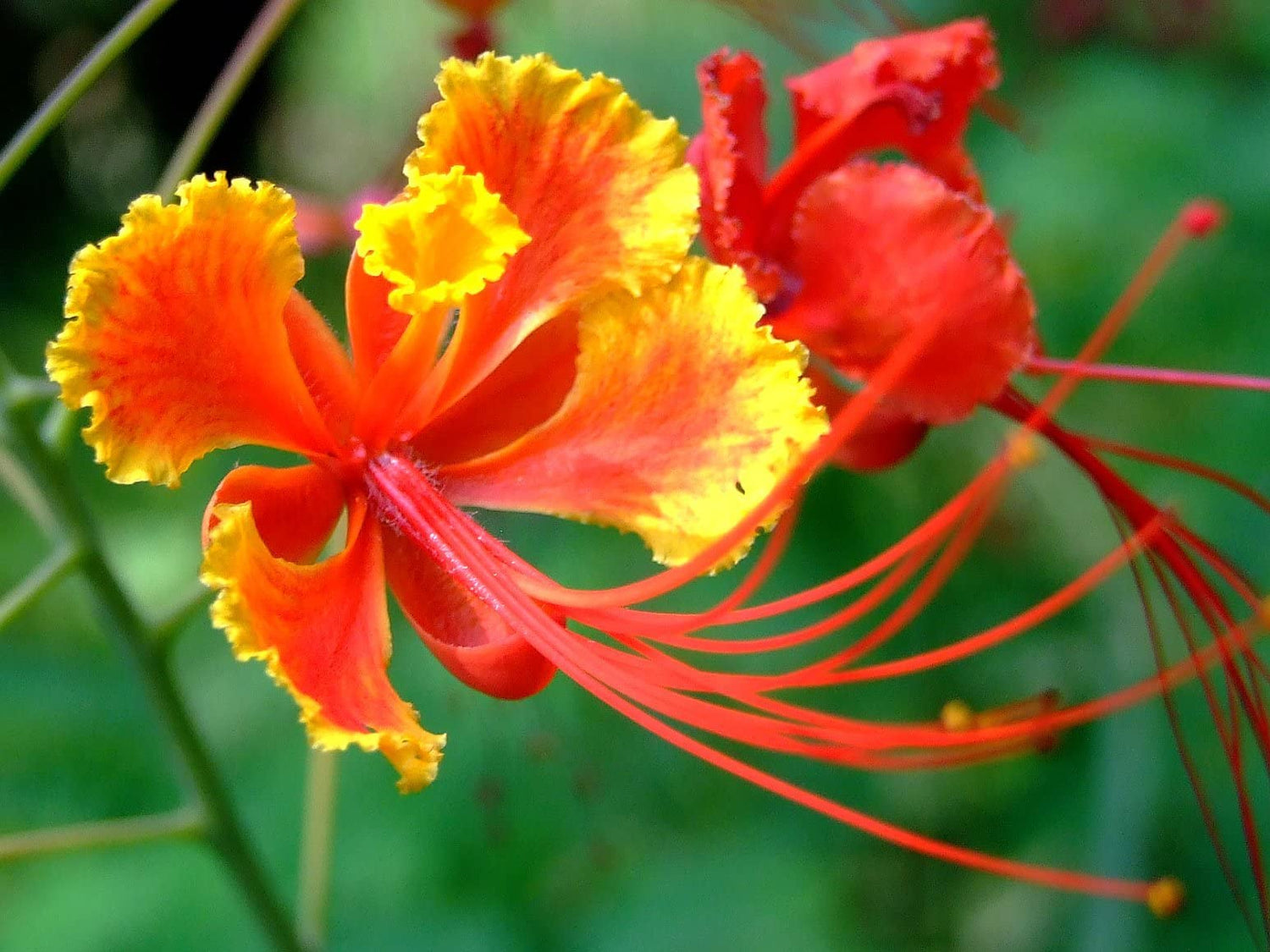 Red Bird of Paradise (Caesalpinia pulcherrima) seeds for planting
