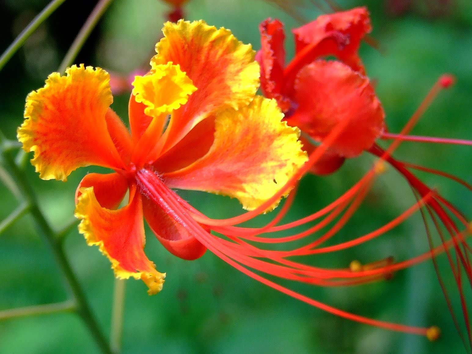 Red Bird of Paradise (Caesalpinia pulcherrima) seeds for planting
