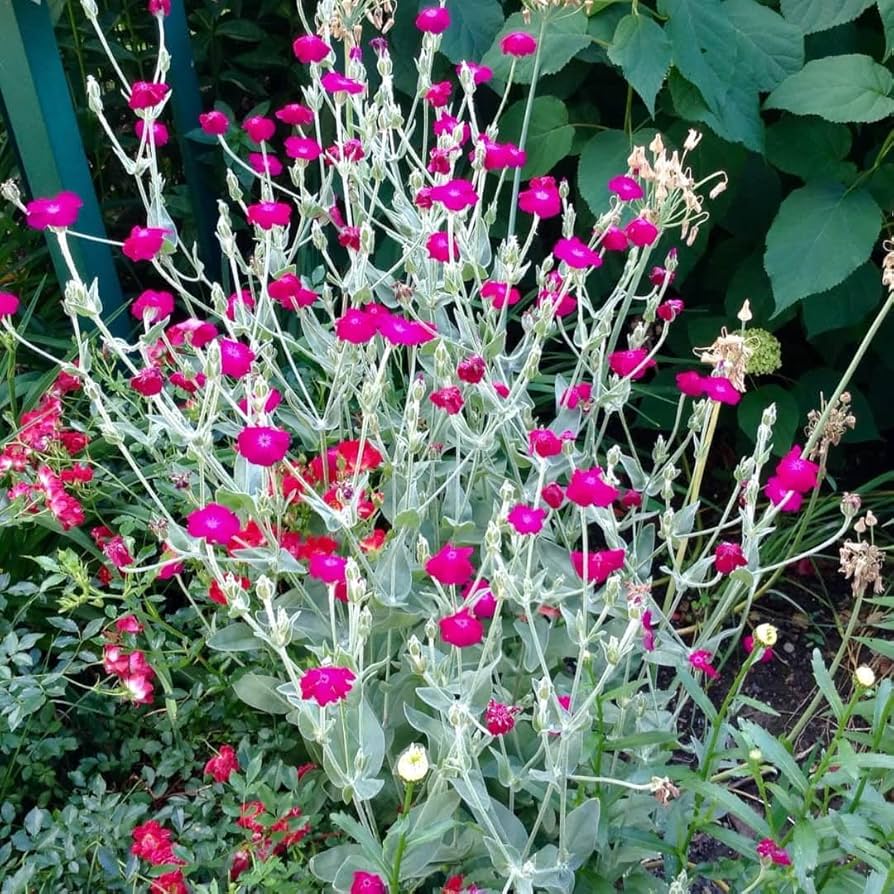 Campion Lychnis Coronaria Rose Flower Seeds for Planting